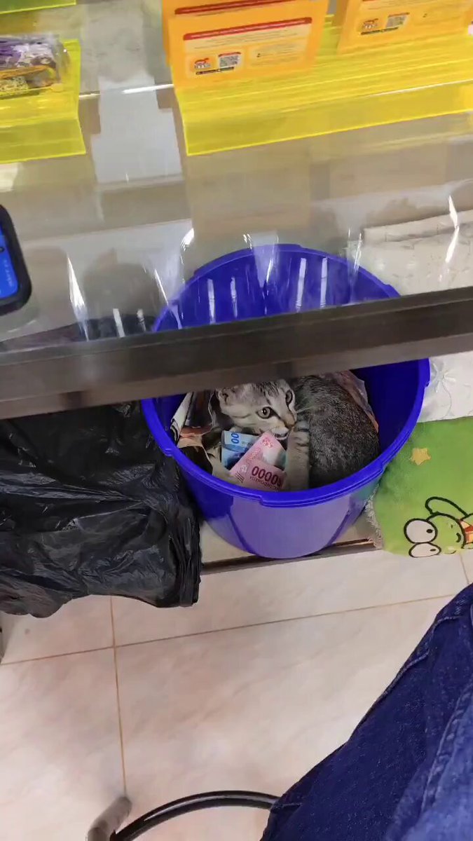 El michi de la fortuna, si lo ignoras seras pobre todo tu vida