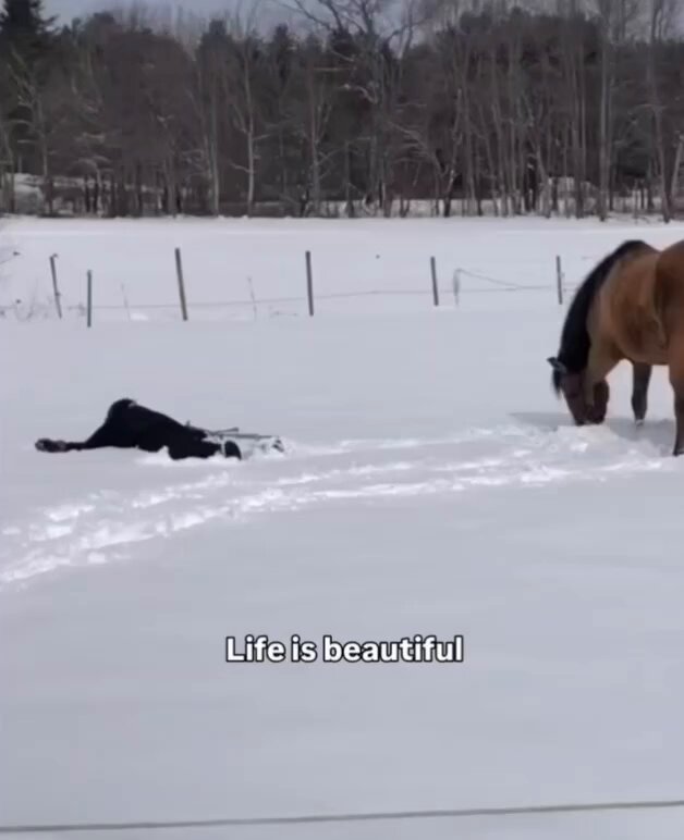 This woman was making snow angels when her horse decided to join her ❤️🐴💕