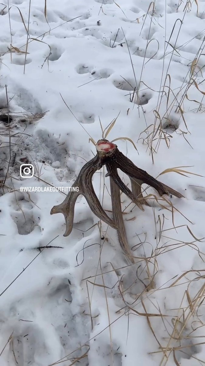 Could you even imagine finding a shed like this? 📽️@wizardlakeoutfitting #FindYourAdventure #outdoors #hunting #shed #antler #bone #shedseason #shedrally