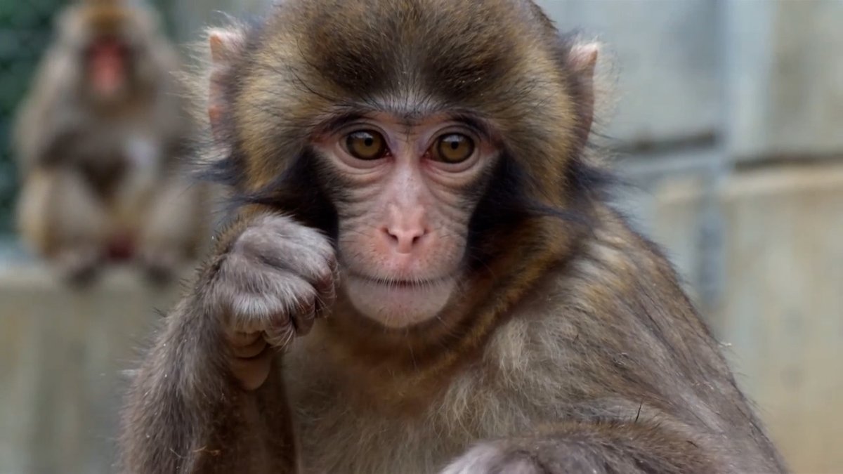 Seedance 2.0 Prompt: Punch the Monkey punches back. Make the girls proud.