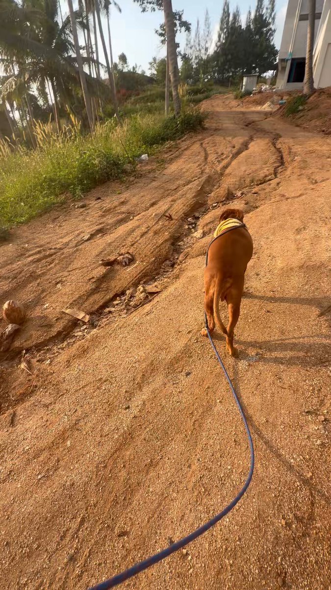 Hank walks down the hill in slow motion in the mornings. But as soon as I mention “breakfast” he turns for home and it’s 90lbs of pure joy at record speed. Watch out for the side eye to make sure I’m still with him 😂