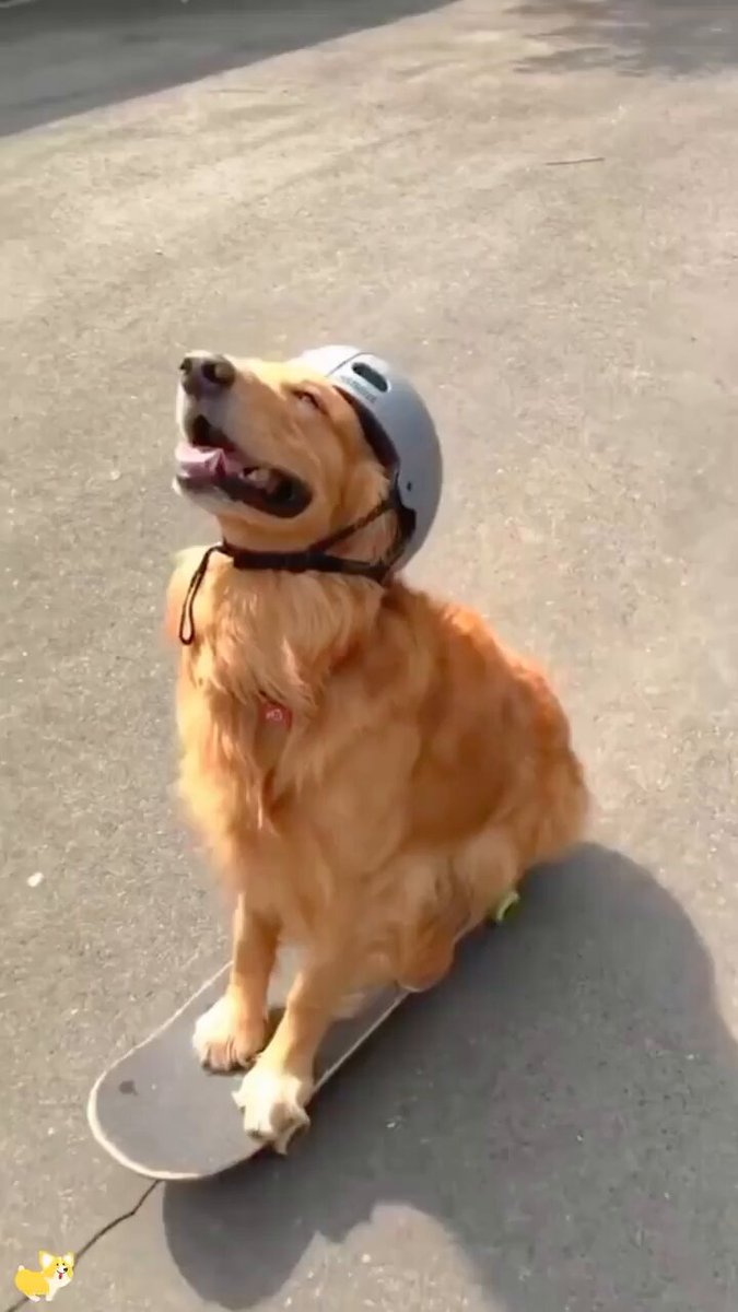 Goofy goldens..🐕🐾😅