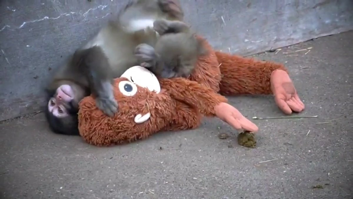 La manada comienza a aceptar a #Punch, el pequeño #macaco de seis meses que fue rechazado por su madre al nacer en el Zoológico de #Ichikawa, en #Japón. Acompañado de su mono de peluche, conquistó al mundo por su resistencia para ser aceptado. Esta es su historia: