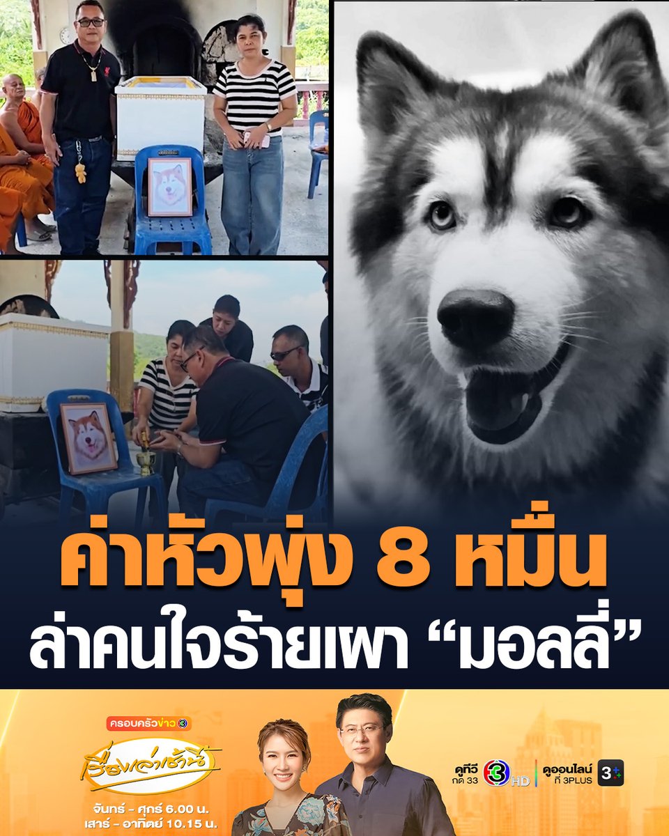 #เรื่องเล่าเช้านี้ สุดเศร้า เจ้าของทำพิธีศพ “เจ้ามอลลี่” สุนัขไซบีเรียน ถูกคนใจร้ายราดน้ำมันจุดไฟเผา โซเชียลแห่ตั้งค่าหัวรางวัลนำจับพุ่ง 8 หมื่นบาท ล่าคนใจเหี้ยม ตำรวจสอบสวนผู้ต้องสงสัย แต่ยังไม่ยอมรับสารภาพ #ข่าวช่อง3 #มอลลี่