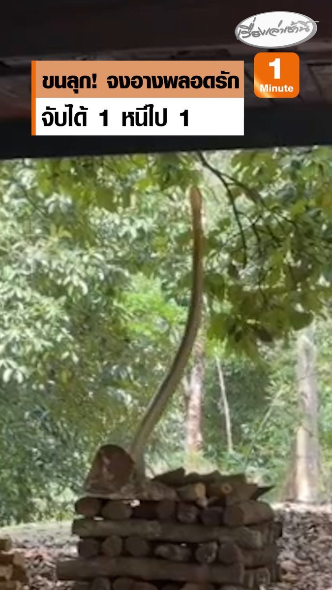 เจ้าของบ้านขนลุก เจองูจงอาง ยาวประมาณ 4 เมตร เลื้อยขึ้นมาบนกองฟืนใต้ถุนบ้าน ชูคอยืดลำตัวตัวพยายามเข้าใต้ถุนบ้าน ล่าสุดยังเจอจงอาง 2 ตัว กอดรัดฟันเหวี่ยงพลอดรักใต้ต้นมะพร้าว แจ้งเจ้าหน้าที่จับได้ 1 ตัว อีก 1 ตัวหนีไปได้ #เรื่องเล่าเช้านี้ #ข่าวช่อง3 #งูจงอาง #นครศรีธรรมราช