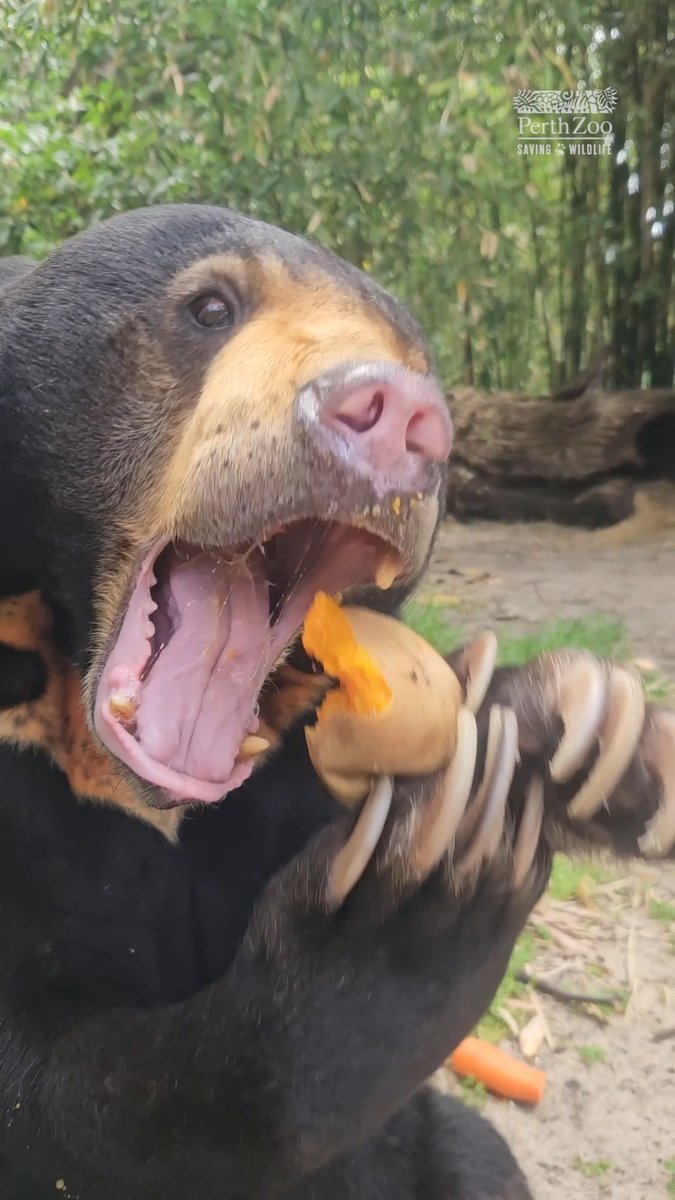 Today’s Bear of the Day is Bopha from Perth Zoo! Bopha is a female sun bear who was brought to Perth Zoo after being kept at an illegal pet in poor conditions! Some of her favorite foods are honey and pumpkin! #beartwt
