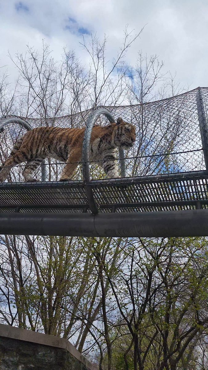 A big cat walk in the big cat catwalk (now say it 3x fast!) Here's an Amur tiger spotted going for a stroll in our Zoo360 trails! These trails expand the habitats of many of our animals, allowing them to take in the views of the Zoo and offering a unique experience for guests🤗