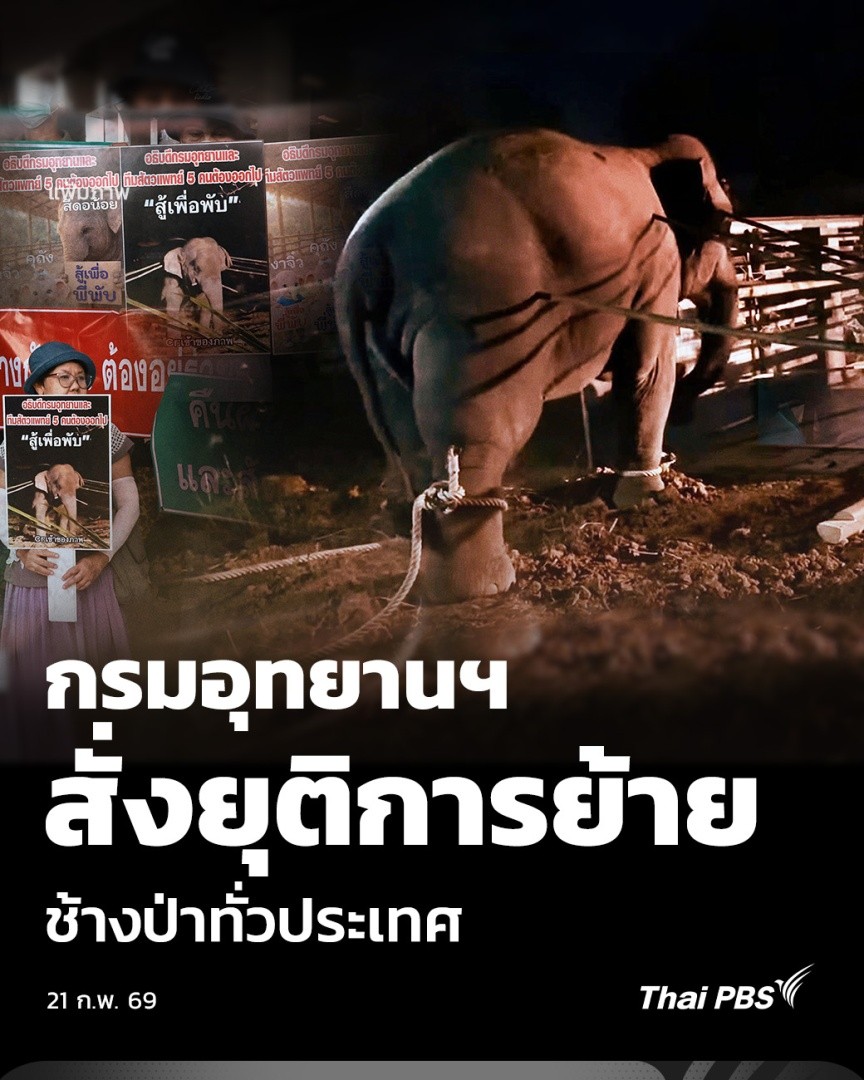 กรมอุทยานฯ สั่งยุติการย้าย ช้างป่าทั่วประเทศ | ข่าวค่ำ กรณีสีดอหูพับ ช้างป่าเพศผู้อายุ 15-20 ปี ตายระหว่างถูกเคลื่อนย้ายนั้น ทำให้อธิบดีกรมอุทยานฯ มีคำสั่งให้ยุติโครงการเคลื่อนย้ายช้างป่าทั่วประเทศ #ThaiPBS #ข่าวไทยพีบีเอส #ข่าวที่คุณวางใจ