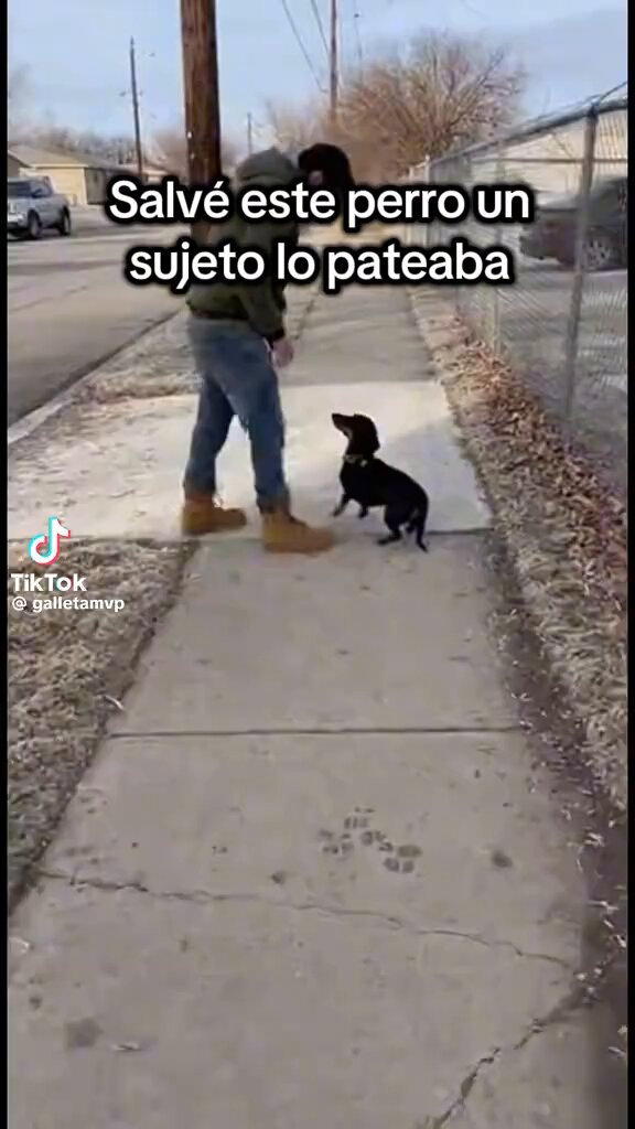 😱| Este perro 🐕 fue maltratado por su dueño y una persona noble lo rescató