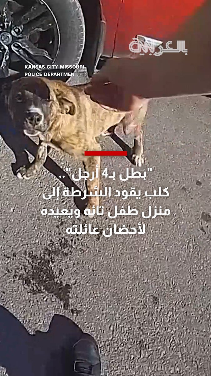 "بطل بـ4 أرجل".. كلب يقود الشرطة إلى منزل طفل تائه ويعيده لأحضان عائلته
