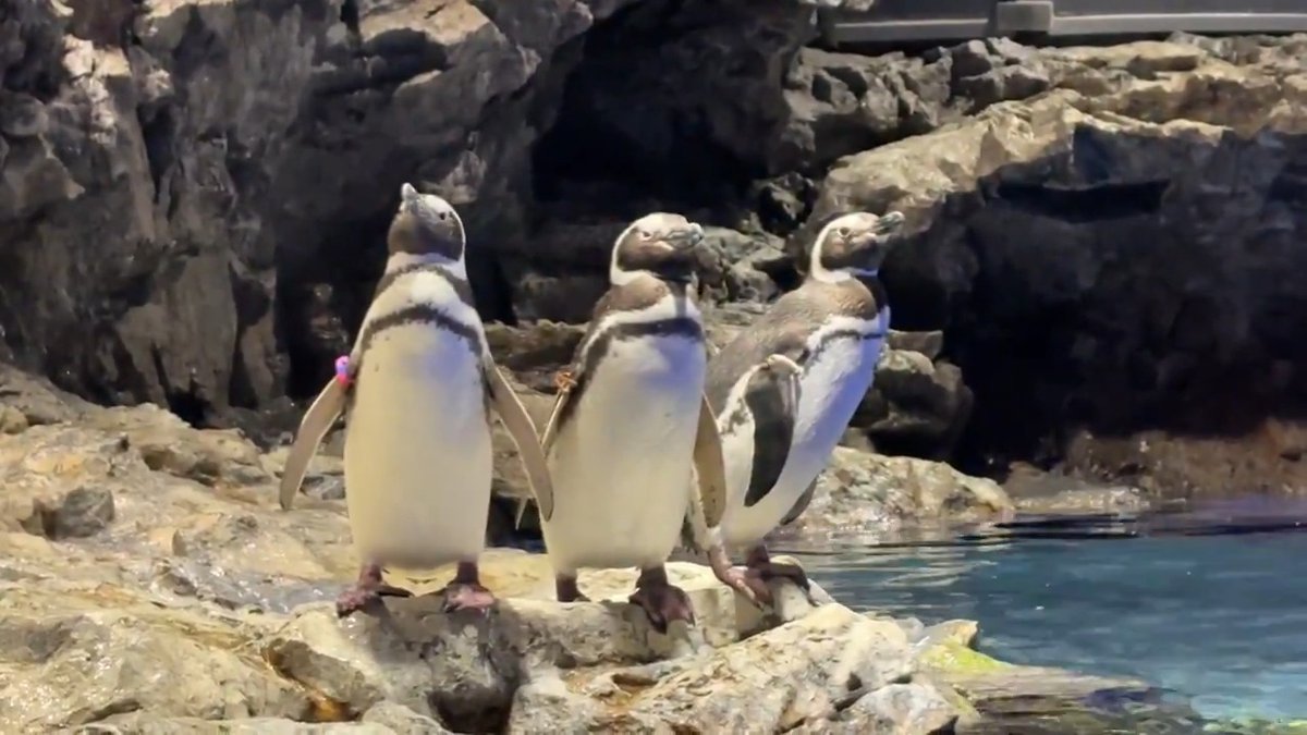 まるで戦隊ヒーロー？ なでしこ＆マロン＆バナナ🐧🐧🐧✨