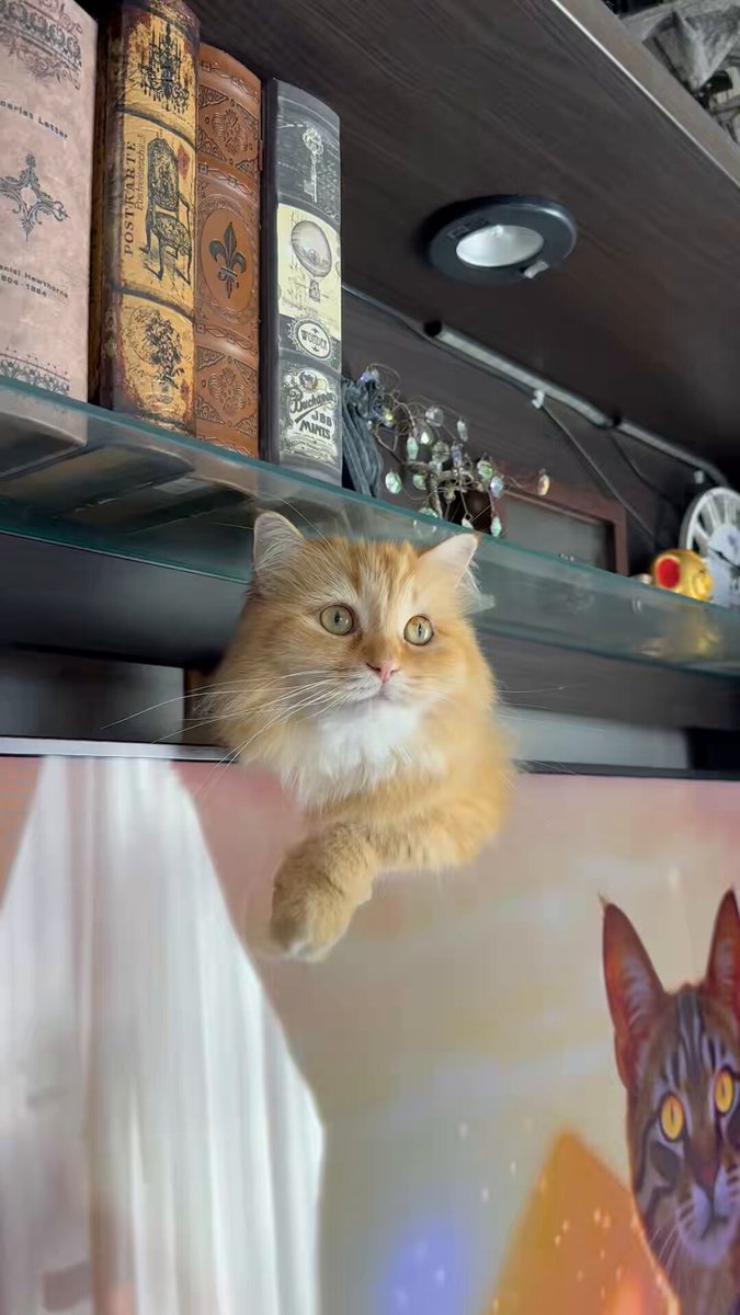 猫にエジプト音楽聴かせたら神だった頃を思い出すらしいが、今も神でした。