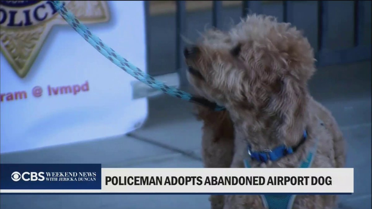 A golden doodle that was abandoned at an airport earlier this month has found his forever home with the officer who helped with the rescue.