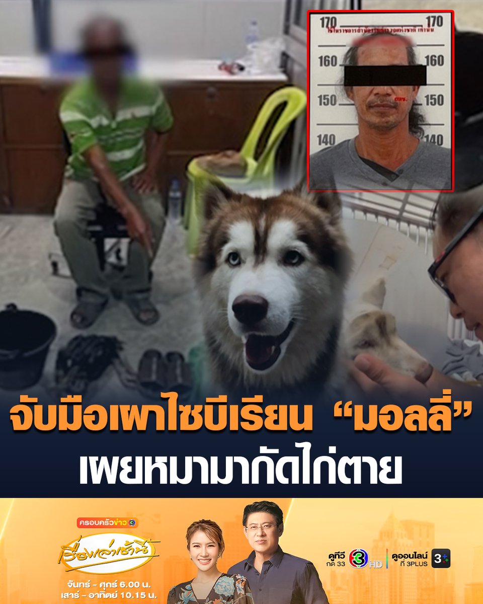 #เรื่องเล่าเช้านี้ รวบแล้ว ชายราดน้ำมันจุดไฟเผา 'มอลลี่' สุนัขไซบีเรียน จนตาย เจ้าตัวสารภาพก่อเหตุจริง เผยหมามากัดไก่ตาย #ข่าวช่อง3 #ครอบครัวข่าว3 #มอลลี่