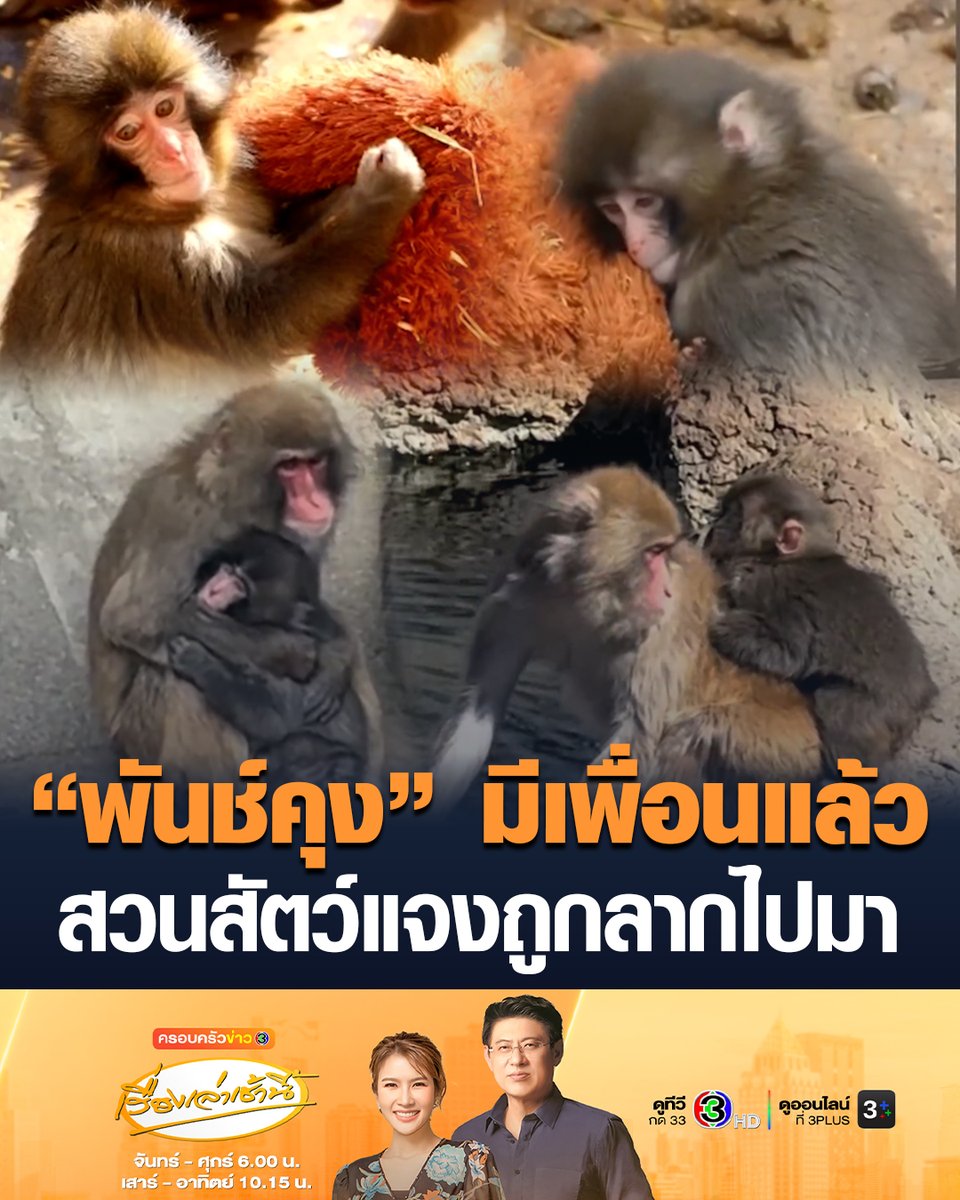 #เรื่องเล่าเช้านี้ มีเพื่อนแล้ว! 'พันช์คุง' ลูกลิงหิมะ สุดไวรัลจากญี่ปุ่น หลังมีคลิปถูกลิงตัวใหญ่ลากไปมา ก่อนวิ่งหนีไปกอดตุ๊กตาแม่บุญธรรม ทำแฟนๆทั่วโลกใจสลาย สวนสัตว์ต้องออกแถลงการณ์ #ข่าวช่อง3 #ครอบครัวข่าว3 #พันช์คุง