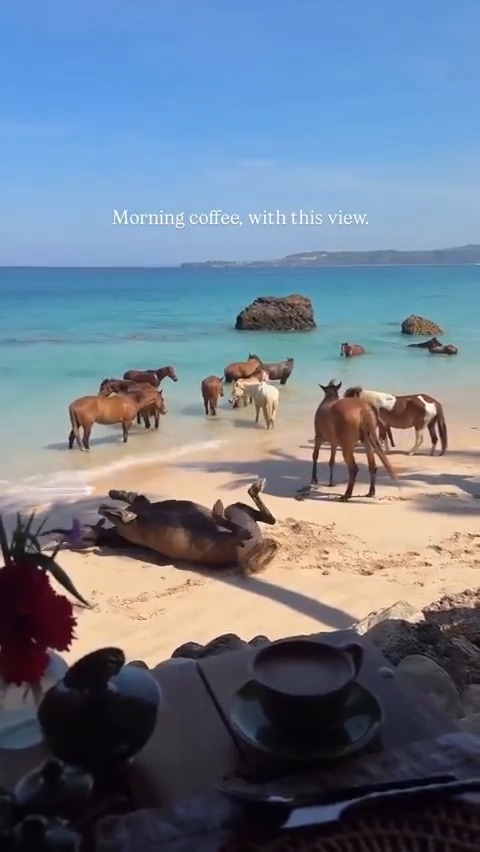 This is Sumba Island, Indonesia. Wild horses run free on white sandy beaches. Horses have been a part of Sumba's cultural identity since the mid-18th century.