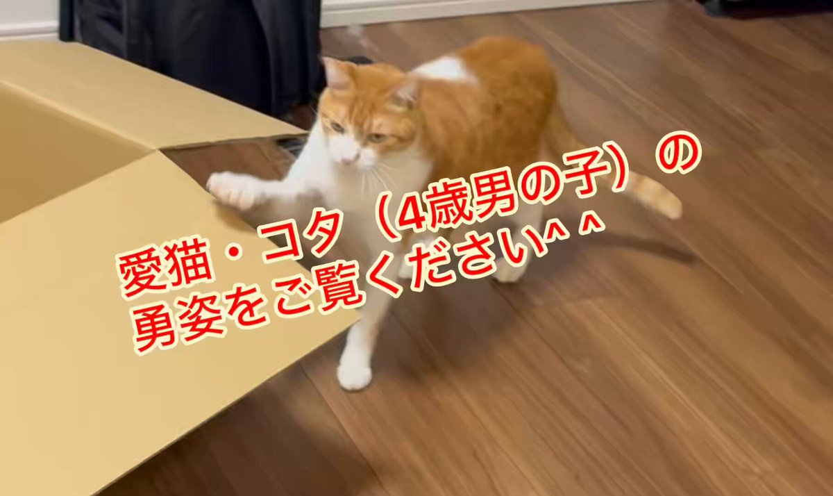 今日は #猫の日 すべての猫が幸せに暮らせますように！ だれもが自分のペースで自分らしく暮らせる社会へ！ 我が家の愛猫コタ（4歳・男の子）の勇姿をご覧ください^ ^