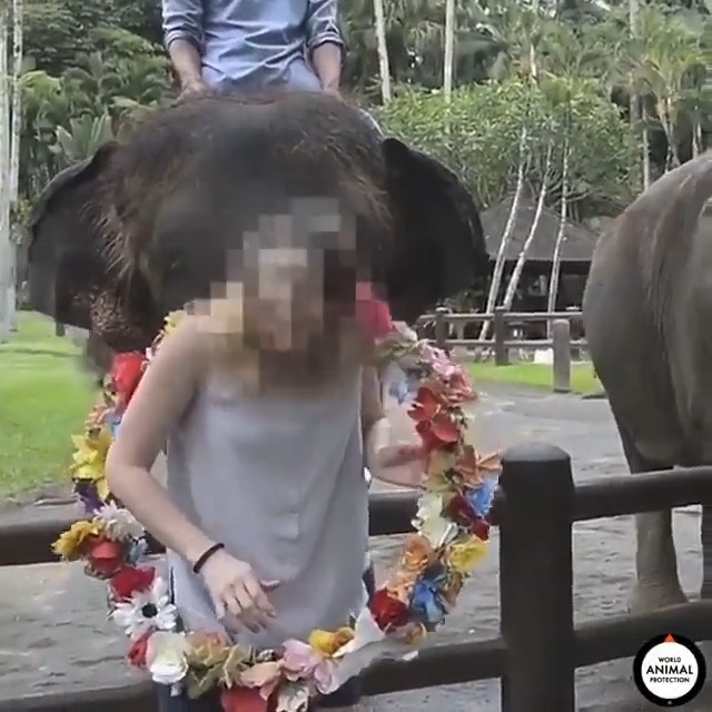 先月インドネシアでエレファントライド(客が象に乗る奴)が全面禁止になりましたね。 ※象のショーや過度の接触も禁止 世界は変わっていく。 日本でこういったニュースを聞かないですね。 議会で政治家が寝てる国だもんね。 居眠り=失職くらいが妥当では?
