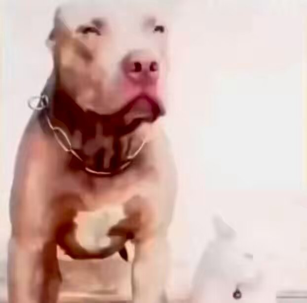 This cat was raised by pit bulls and now thinks she’s one of them.