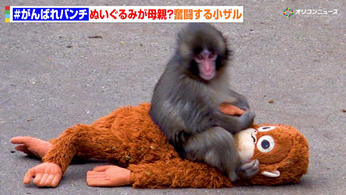 #がんばれパンチ SNSで話題沸騰！ぬいぐるみが母親代わりの小ザルを直撃