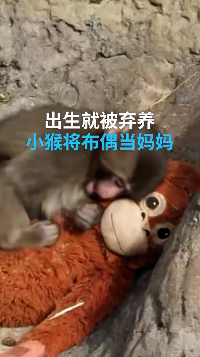 【出生就被弃养 小猴将布偶当寄托】 千叶县市川市动植物园的一只日本猕猴Panchi一出生就被妈妈弃养,一直无法融入猴群。饲养员给了牠一只玩偶作为陪伴,Panchi似乎将玩偶当成母亲,到哪里都要带着走。🐒#dweuromaxx