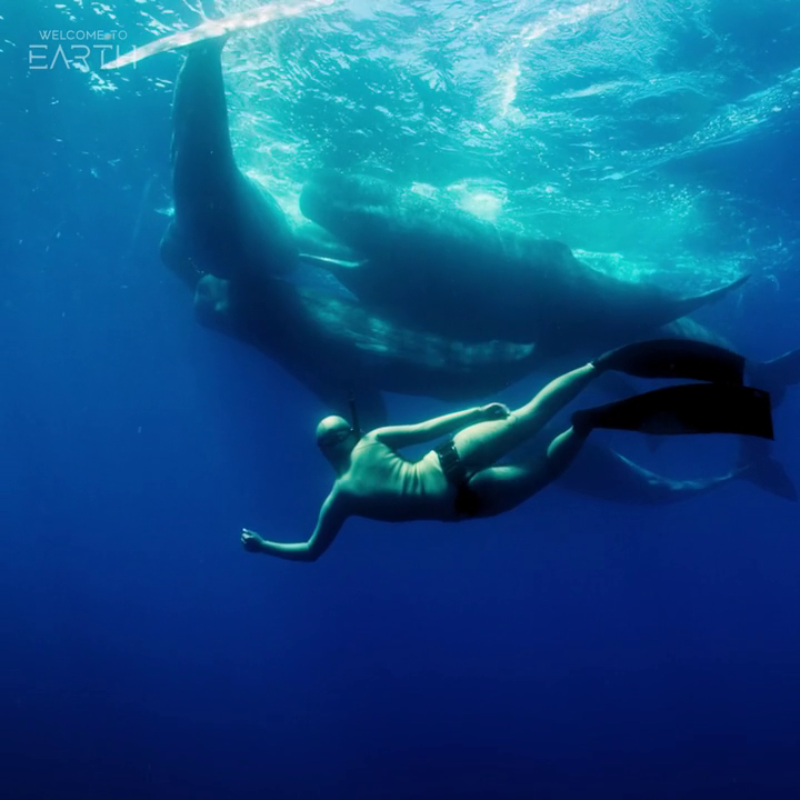 Sperm whale clicks carry across hundreds of miles of ocean. By freediving without oxygen tanks, divers can fully immerse themselves in this underwater soundscape. #WelcomeToEarthSeries is now streaming on Disney+.