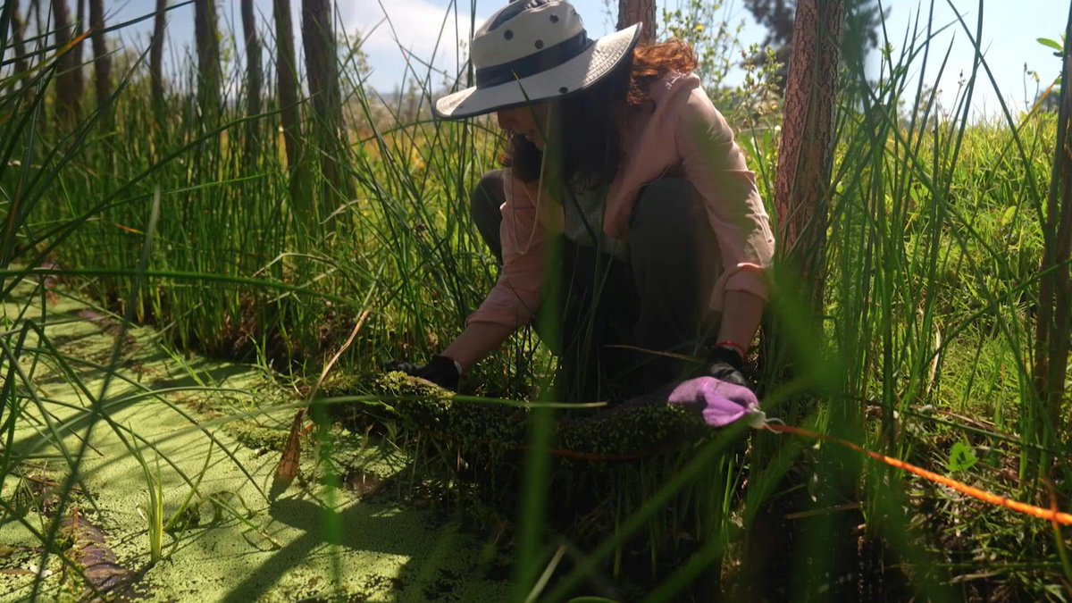 🇲🇽 NGO uses recycled hair to help restore Mexico City's agricultural islands Water contamination is an increasing concern for farmers on Mexico City's agricultural islands. An environmental NGO is now testing human hair as a tool to reduce pollution and improve soil health.