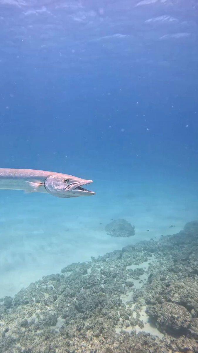 Cleaner Wrasse are Fearless.