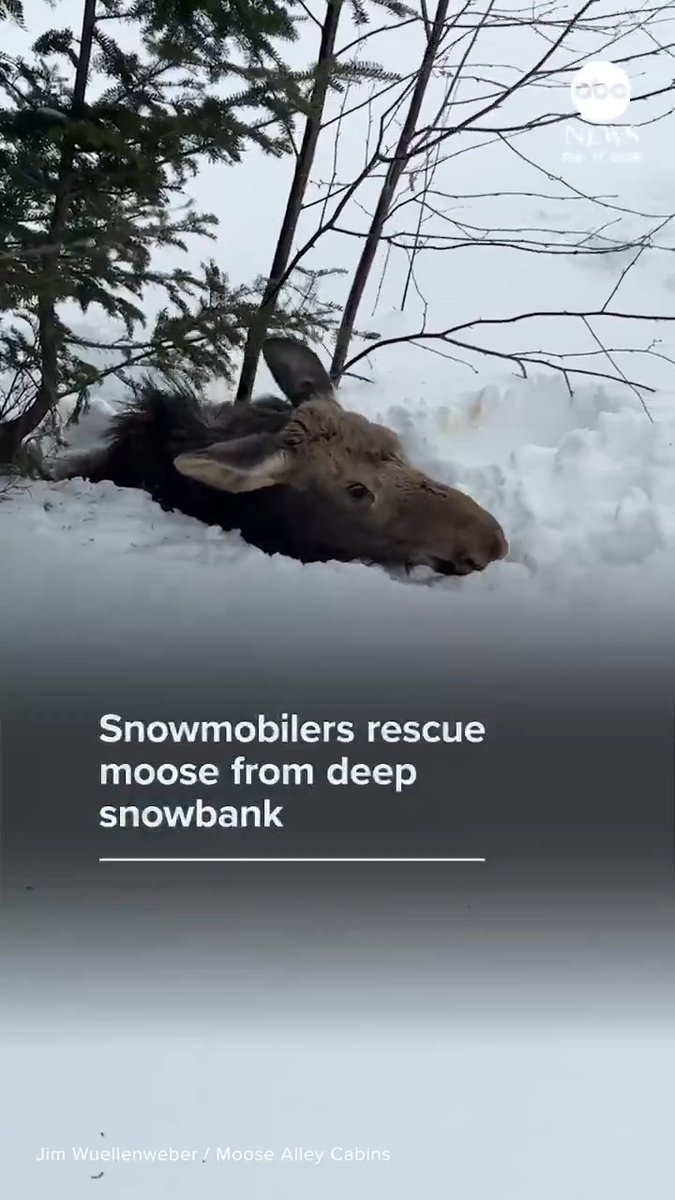 A group of snowmobilers helped free a moose stuck in a deep snowbank in northern New Hampshire.