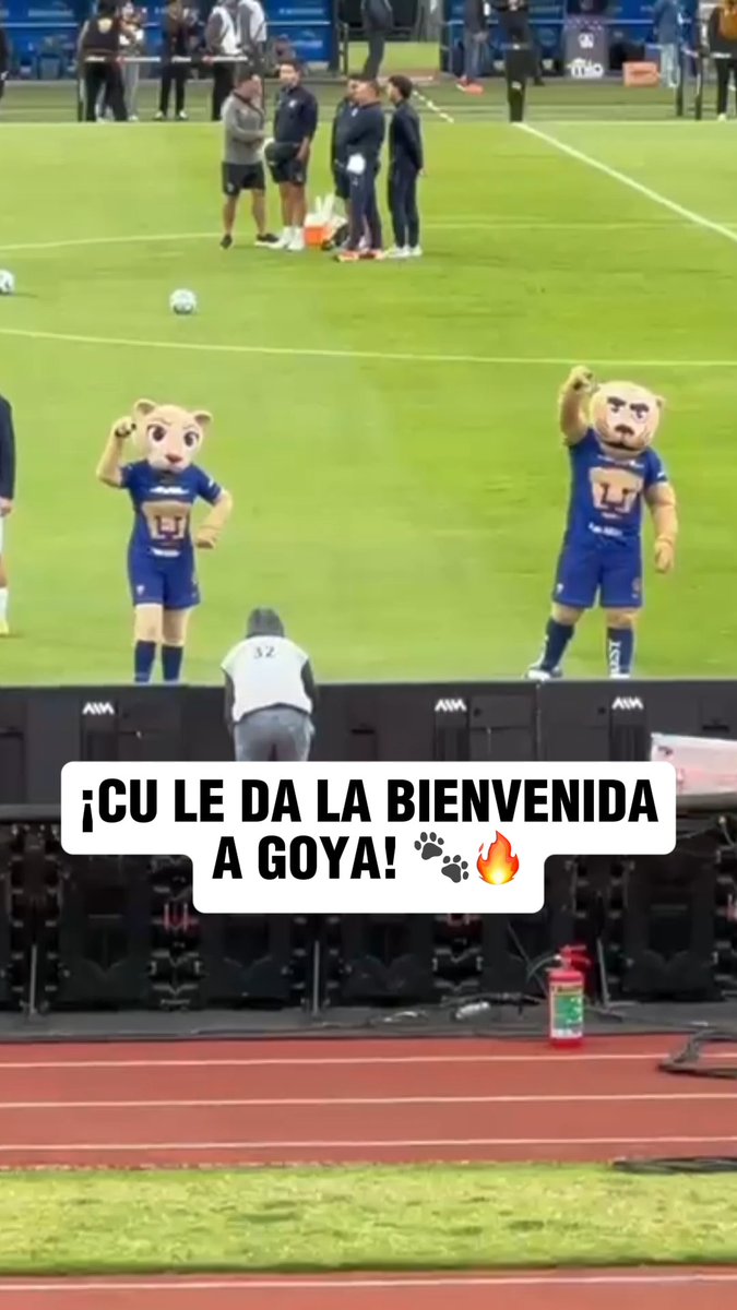 ¡LA NUEVA INTEGRANTE DE PUMAS! 🤩 🐾 Goya hizo su presentación con el equipo varonil de lo Pumas. CU la recibió con mucho cariño. 🏟️
