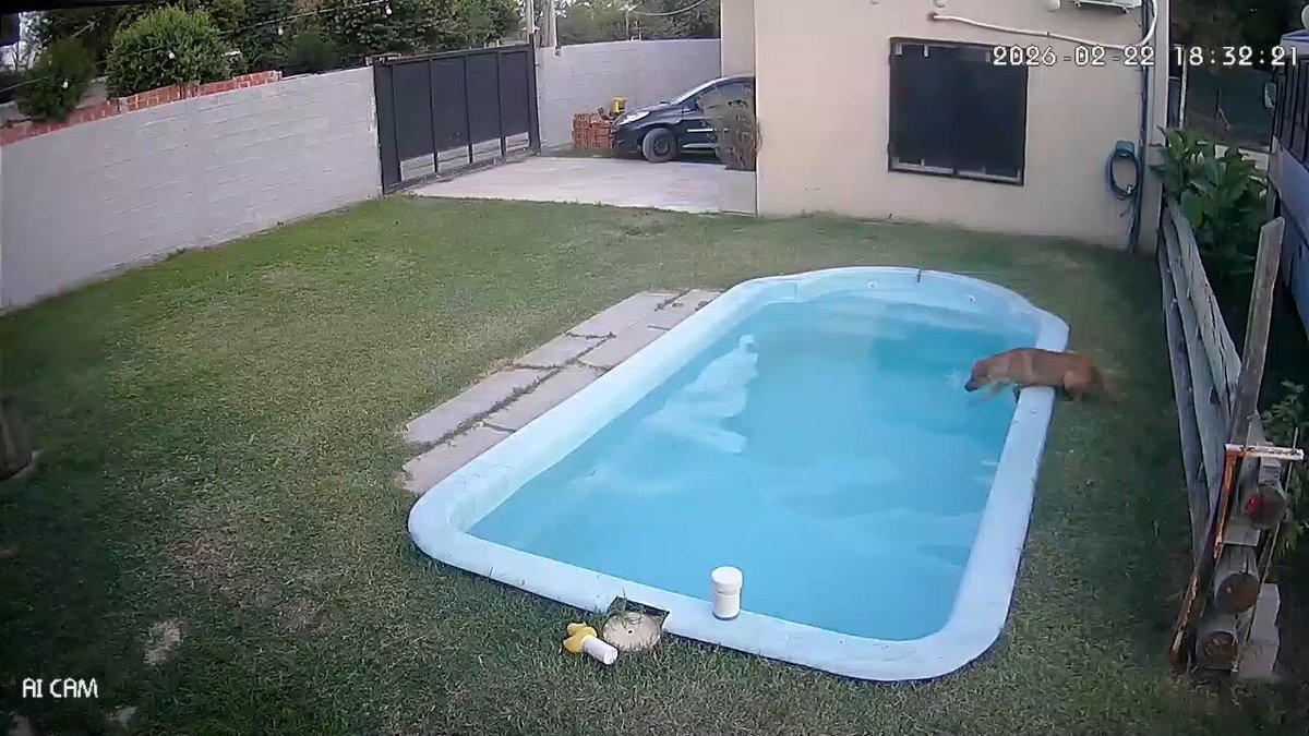 LO GRABÓ LA CÁMARA AJJSJSJjsjs es mi culpa esto por meterlo a la pileta siempre cuando era cachorro