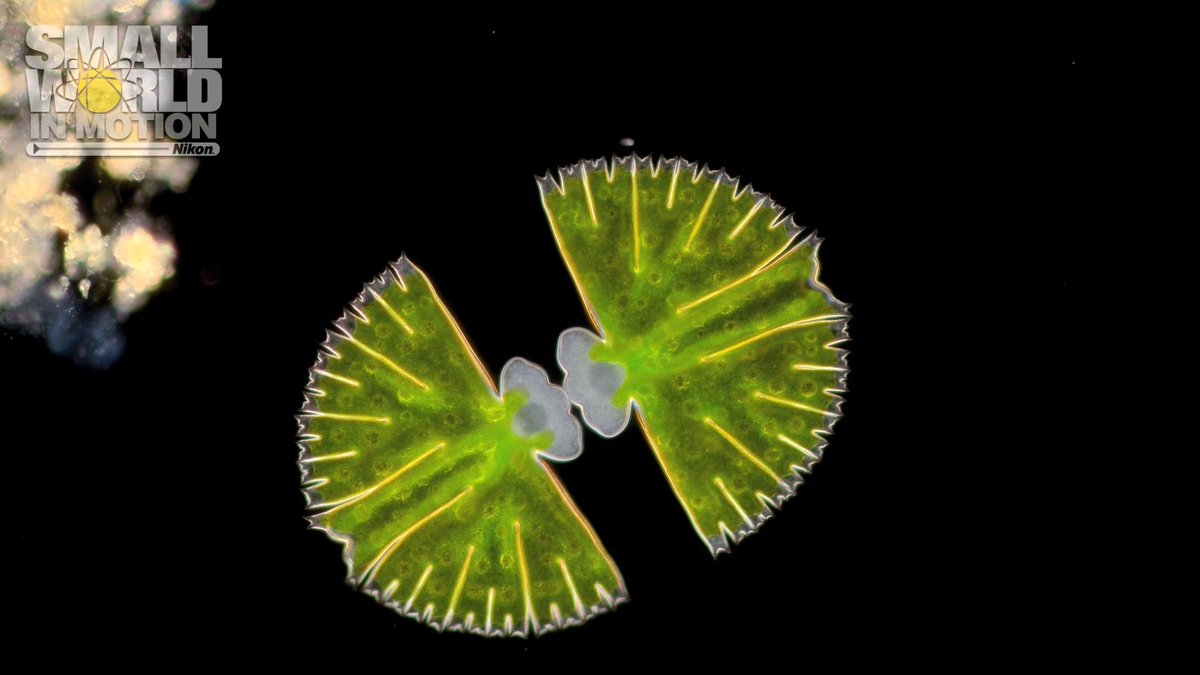 We hear 2016 is making a comeback, so let's give this 2016 honorable mention showing Micrasterias rotata cell division some love this #SmallWorldInMotionMonday! Credit: Wim van Egmond