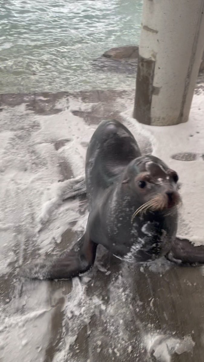Another round of snow? We’re leaning in. ❄️ The snow gave our marine mammals something new to explore! A changing environment keeps animals mentally and physically engaged, and even a New England snowstorm can become an opportunity for discovery!