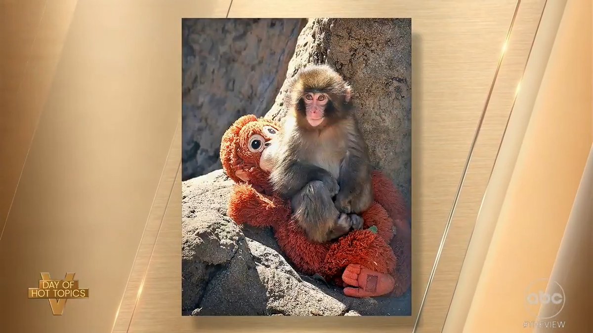 BABY MONKEY GOES VIRAL, COMFORT TOY SELLS OUT: 'The View' co-hosts and guest co-host Amanda Carpenter give their take on Punch, the seven month old monkey that went viral after he was rejected by his mother and formed a bond with a stuffed monkey given to him by zookeepers.