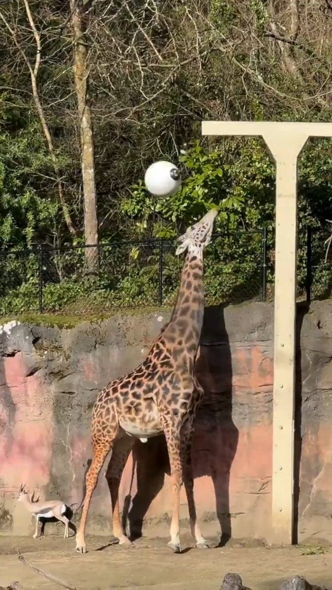 tetherball champ