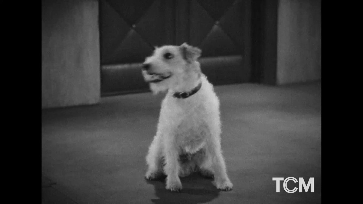What would we do without dogs? Oscar goes to the dogs tonight as our furry friends take center stage. See THE AWFUL TRUTH ('37) at 11:30pm ET.