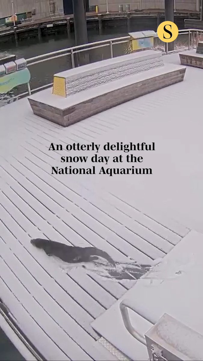 The otter knows best. The Harbor Wetland at the National Aquarium in Baltimore plays host to an otter enjoying a snowy day. 🎥: Courtesy of National Aquarium