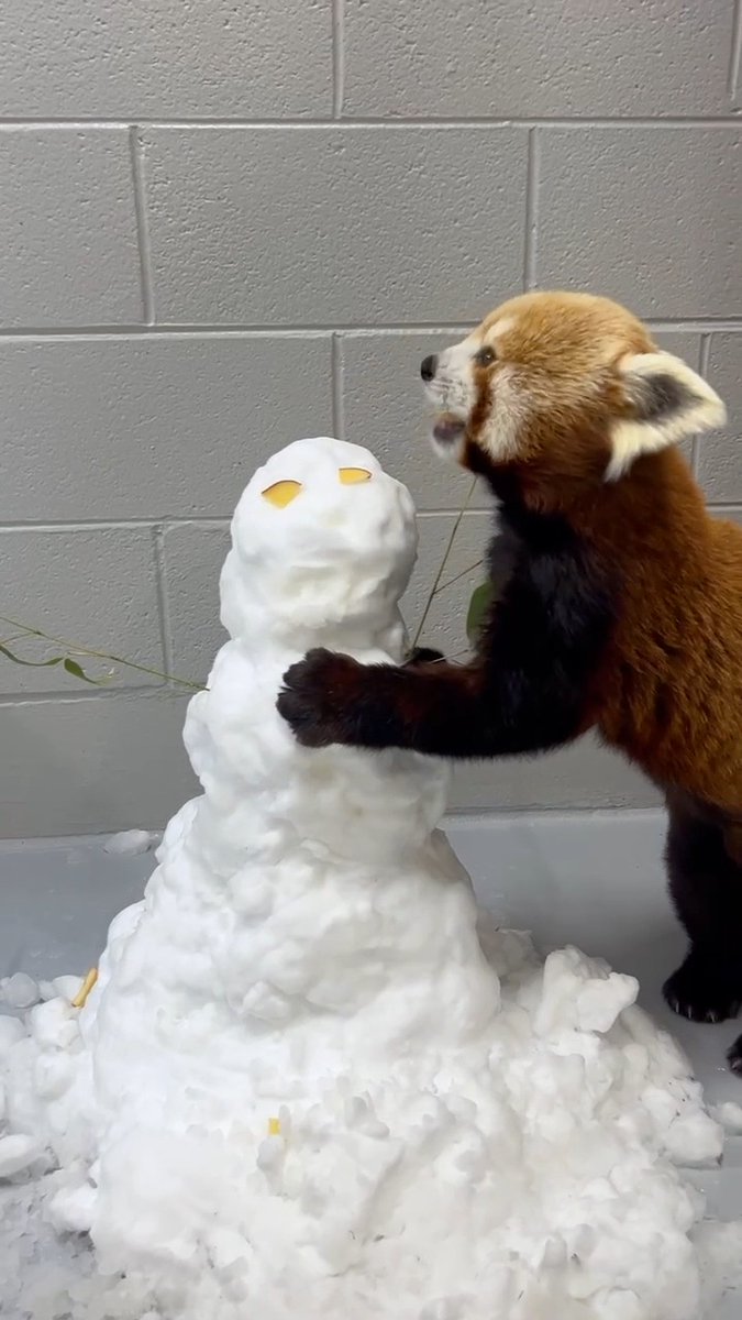 Do you wanna build a snowman? 🎶 Khumbie: I'd rather eat one instead! Even though many of our animals stayed cozy indoors for their safety and comfort, our animal care specialists made sure they could still experience the snow with creative enrichment!