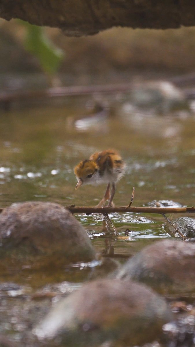 Chick out this new arrival 🐥 A wattled jacana chick recently hatched at the San Diego Zoo. With long toes perfect for walking on lily pads and a devoted dad keeping a watchful eye, this tiny adventurer is ready to explore. Stop by and say hello to this duo the next time you're at the Hummingbird and Songbird Habitat!
