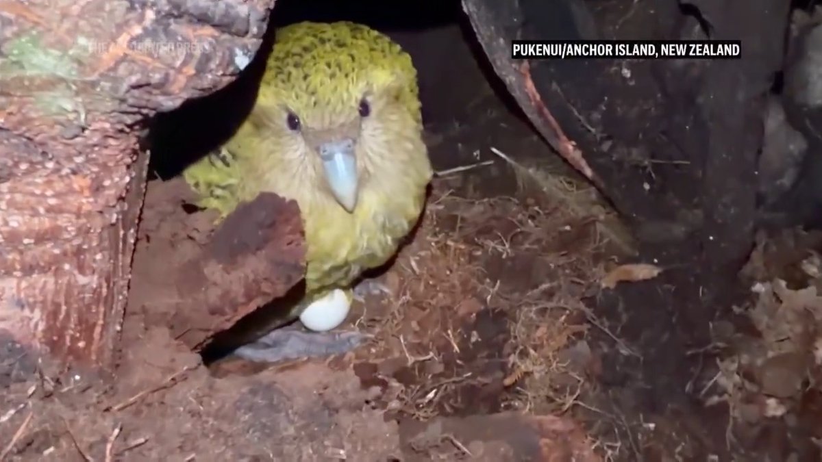 New Zealand’s endangered kakapo parrot is in a rare mood for romance this year after a bumper harvest of the nocturnal and flightless bird’s favorite berries. Read more: