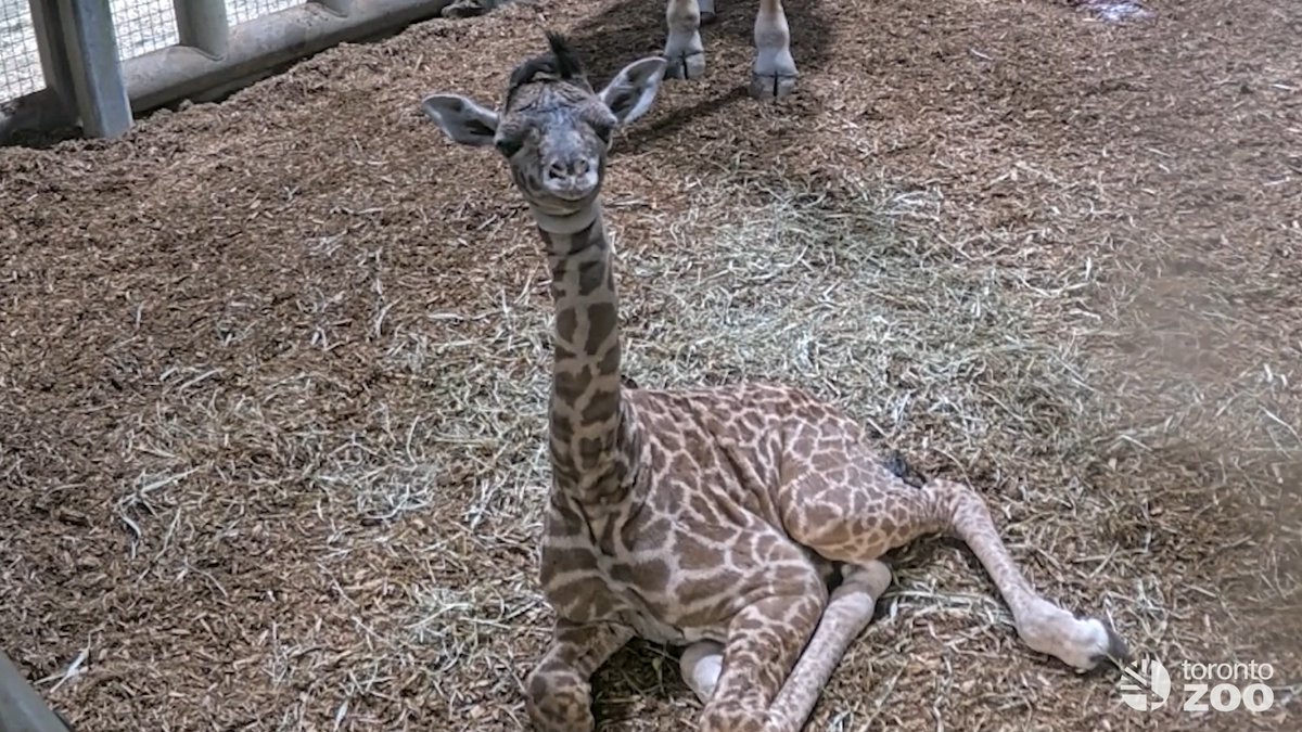 We are head over hooves here at your Toronto Zoo with the birth of a female Masai giraffe calf 🍼🦒 The calf arrived at 1:26am on Sunday, February 22nd. Both Mom (Mstari) and baby have been doing well and were left to bond over the weekend 💕 Read more: