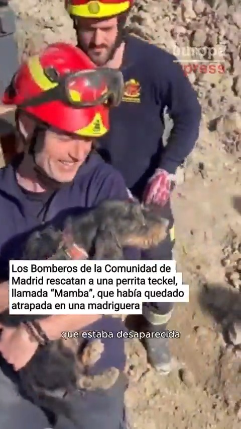 🧑🚒🐕 Bomberos rescatan a una perrita teckel, llamada "Mamba", que había quedado atrapada en una madriguera en Madrid cuando perseguía a un conejo. El rescate, de gran complejidad, se prolongó durante casi 6 horas