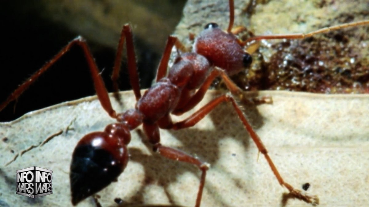 KEY ANALYSIS: "They've Got The Cartels, They've Got The Killers, They've Got The Hitmen, They've Got Their People In Place, & Then Just Like You Saw In Mexico- BOOM! They Attack!" Alex Jones Breaks Down How The Cartel Infiltration & Ultimate Strike On US Soil Is Like A Swarm Of Fire Ants!