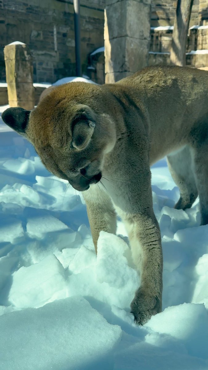 Snow time = play time 😺 Puma siblings Olympia and Elbroch enjoying the snow is the best thing you'll see today! Creds to our animal care team for capturing this awesome moment!