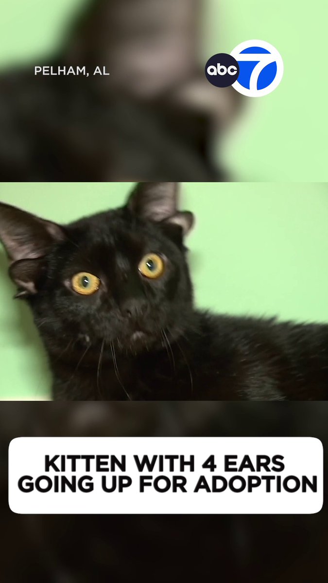 This 7-month-old kitten is up for adoption in Alabama, and he's one in a million! Dobby was born with a rare genetic mutation that leaves him with an extra set of ears. His foster mom says he is PURRfectly imperfect. 🖤🐾
