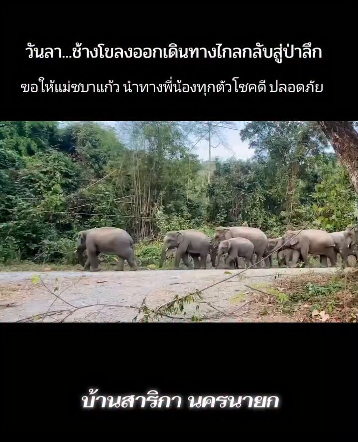 🦣🐘🌳25/2/69📷 ถึงวันต้องเดินทาง แม่ชบาแก้วนำทางพี่น้องช้างโขลงเขาใหญ่ทุกตัว เพื่อกลับสู่ป่าลึกที่กว้างใหญ่ แม้วันนี้ในโขลงไม่มีเด็กตัวน้อยแรกเกิดเดินตามแม่กลับบ้านป่าด้วยก็ตาม 🐘😭 (โขลงแม่ชบาแก้วมีแม่ช้างตกลูกแล้วล้ม -เสียชีวิต21 /2/69) #โขลงแม่ชบาแก้ว Cr:ค.คนทำงาน GolfyTT ☕️