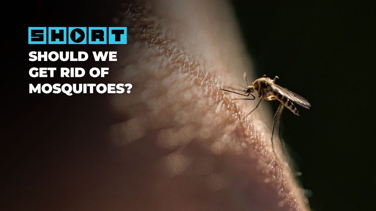 It’s estimated that mosquitoes have killed nearly half of all humans who have ever lived. As our new Short explains, that’s led some scientists to ask, “What if we just killed them all?”