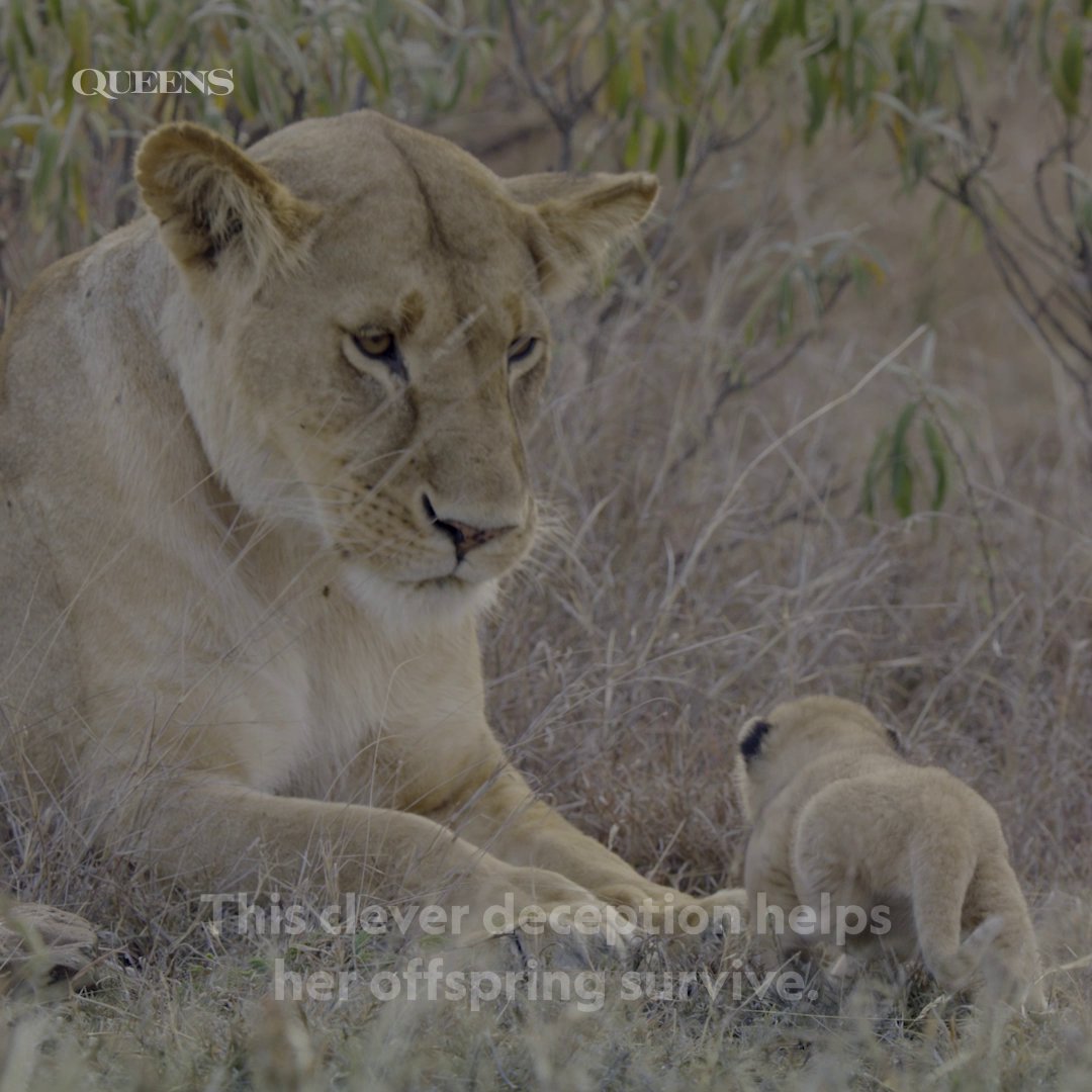 In order to protect her cubs from a rogue male, this lioness isn't afraid to employ some clever deception. #NatGeoQueens is streaming on Disney+ and Hulu.