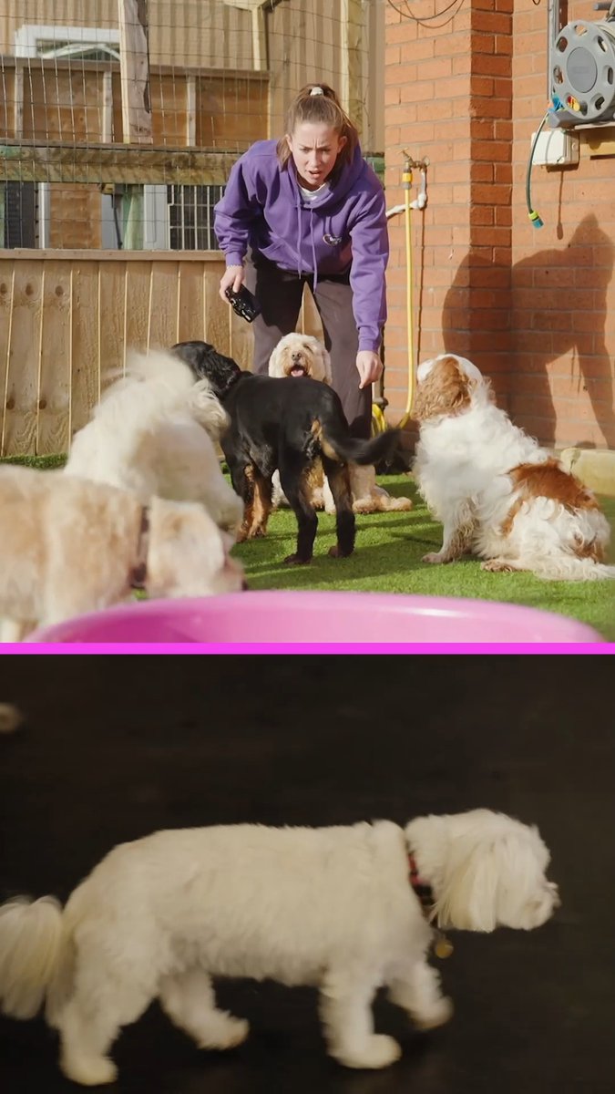 "At least the girls listen better than these dogs!" ๐ถ The latest episode of 'Ella Toone's Away Days' was absolute chaos ๐
Now live on our YouTube channel ๐บ