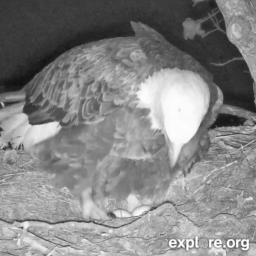 Congrats to the Fraser Point family on TWO eggs so far 🥚 🥚 🎉